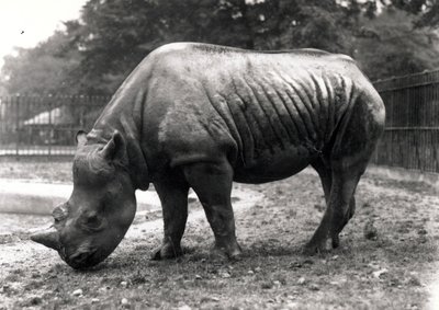 Afrikanisches Nashorn von Frederick William Bond